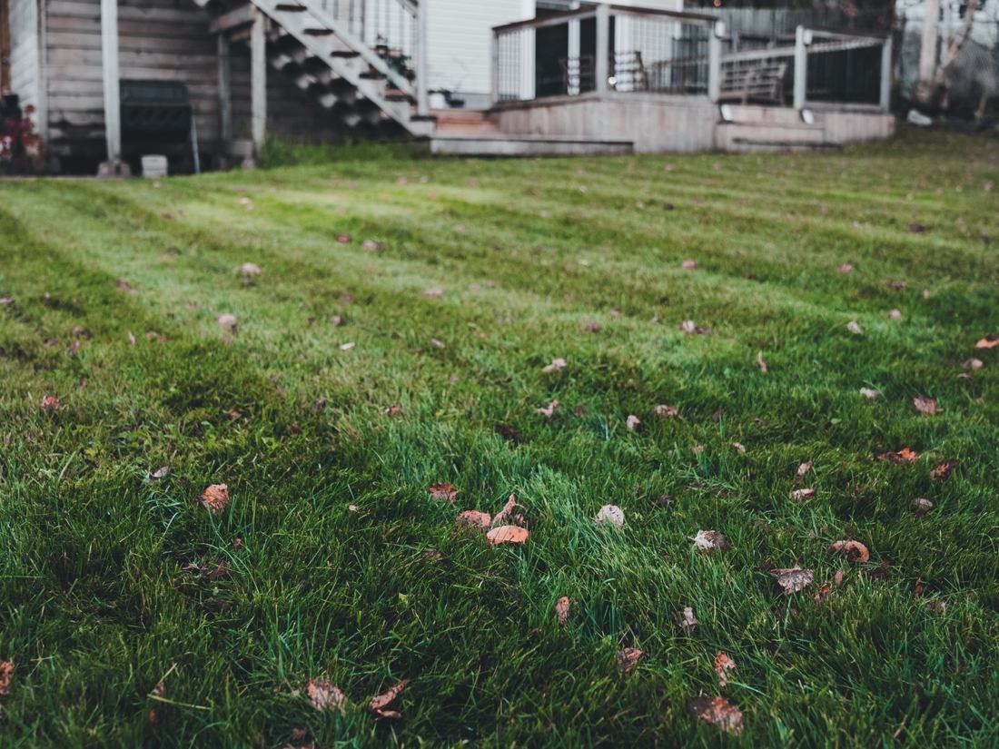Striped backyard lawn in early fall