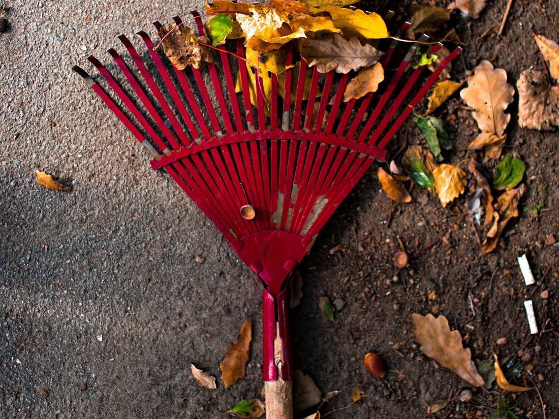 Rake and fallen autumn leaves