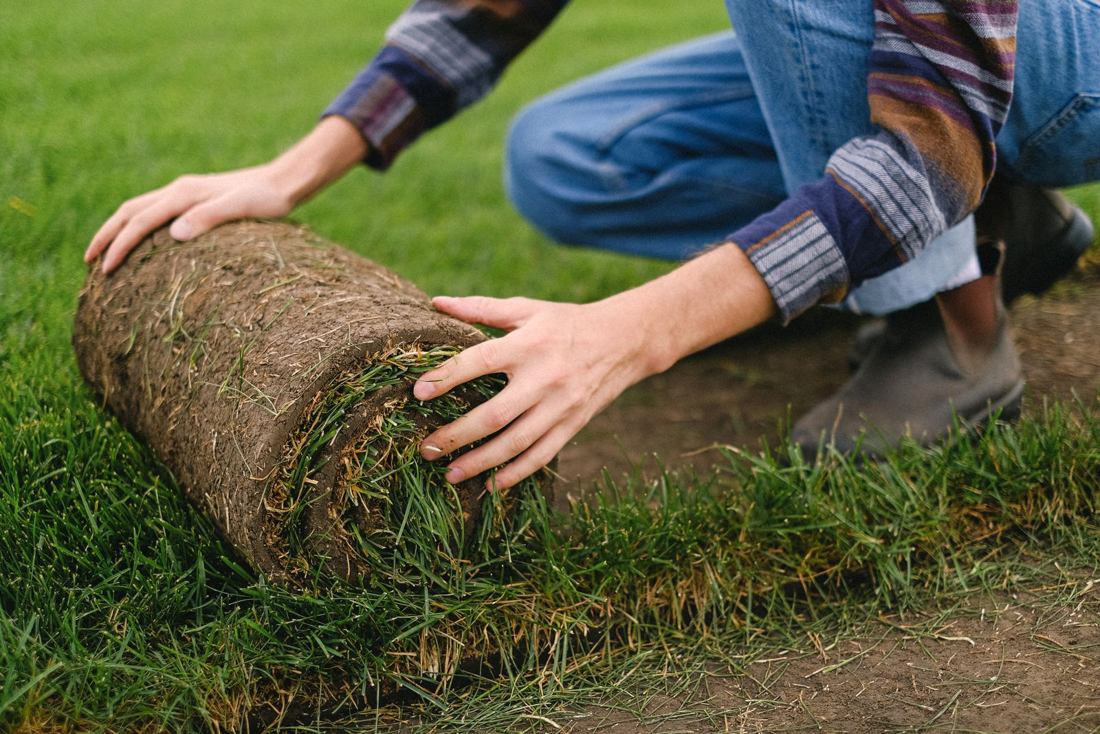 Roll of fresh sod being laid on prepared soil