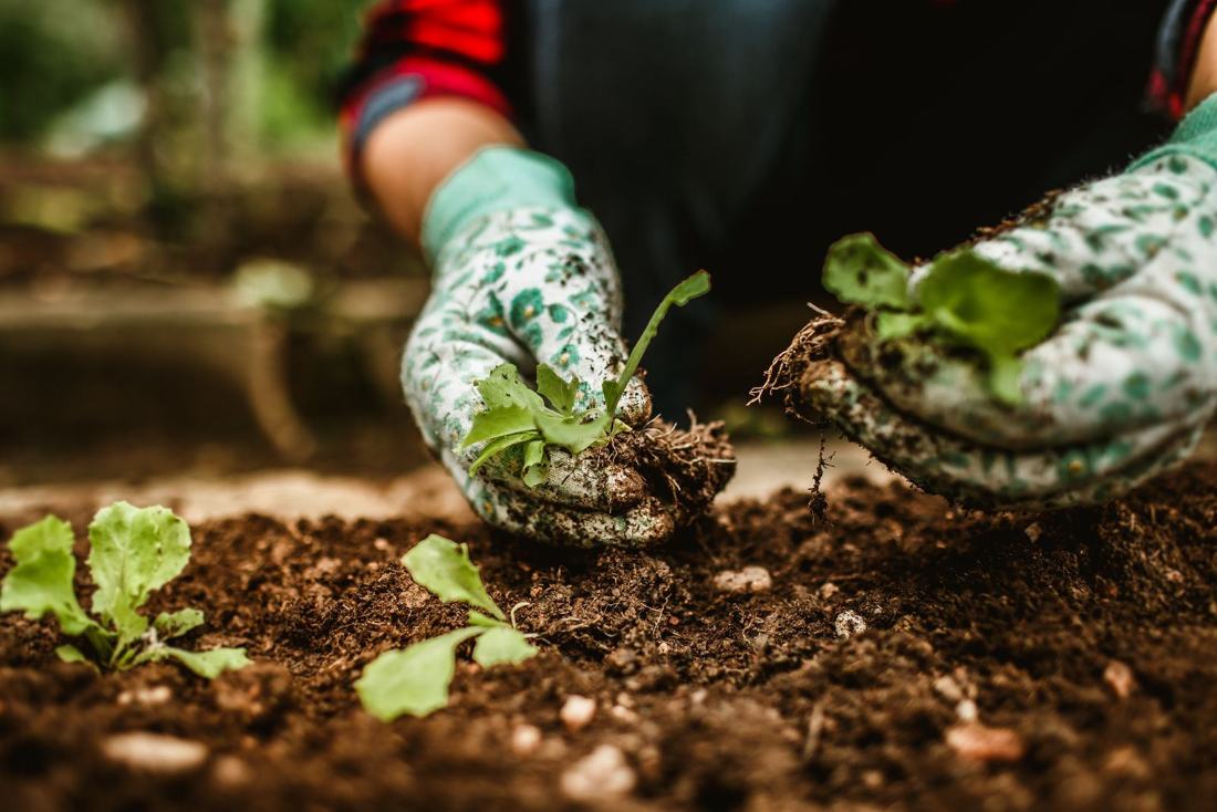 New plantings set into prepared soil