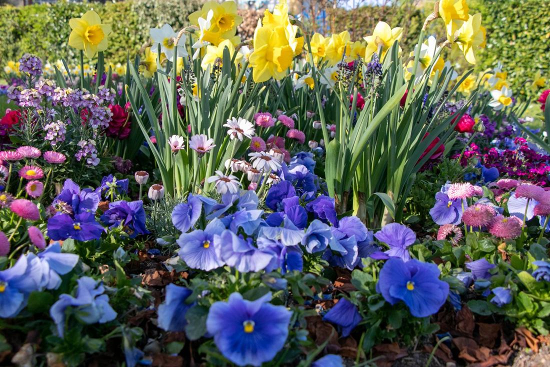 Spring flower bed with daffodils and pansies