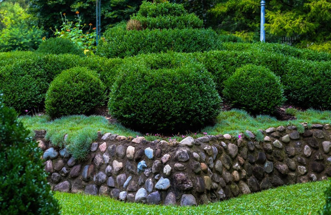 Neatly trimmed shrubs above a stone retaining wall
