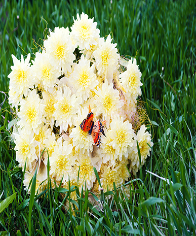 bouquet from yellow asters with butterfly on green grass